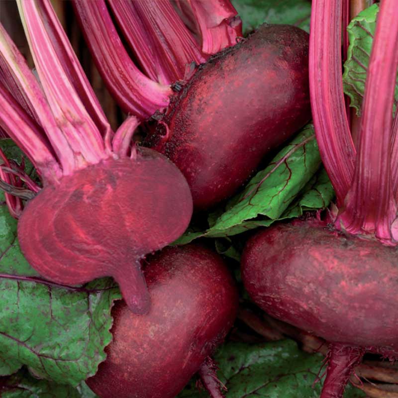 Punajuuri 'D' Egypte'