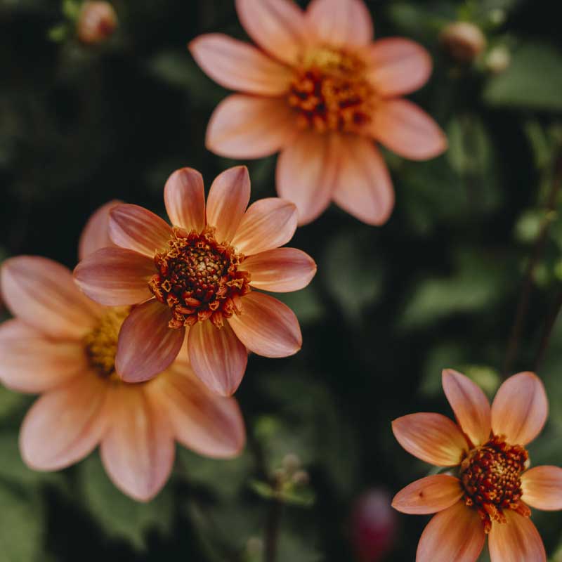 Anemondaalia 'Totally Tangerine'