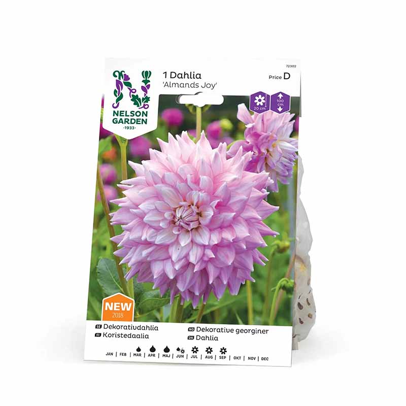 Koristeellinen daalia 'Almands Joy'