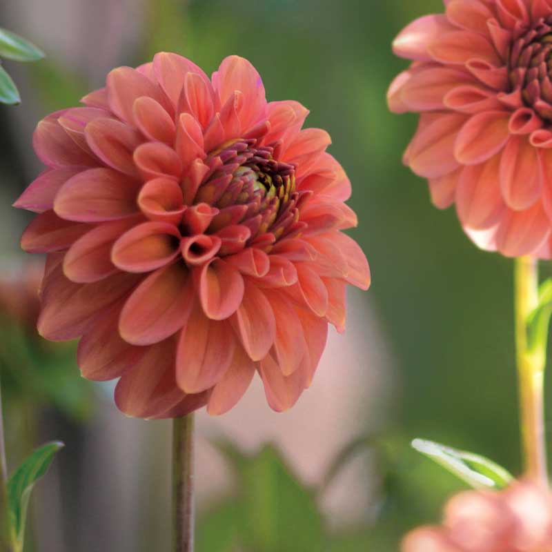 Koristedaalia 'Cornel Brons'