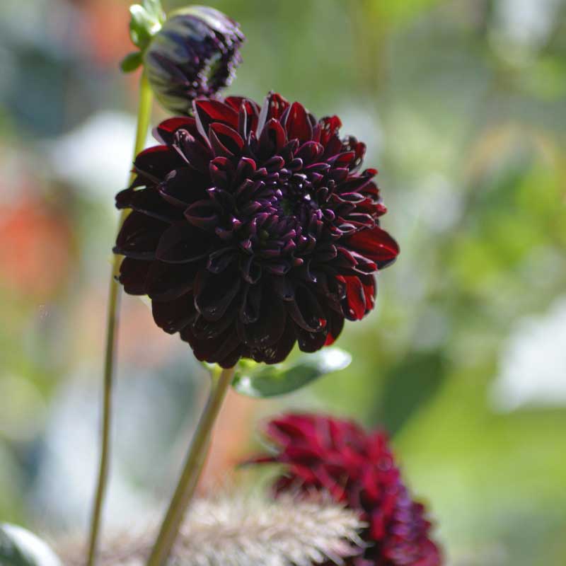 Koristedaalia 'La Recoleta'