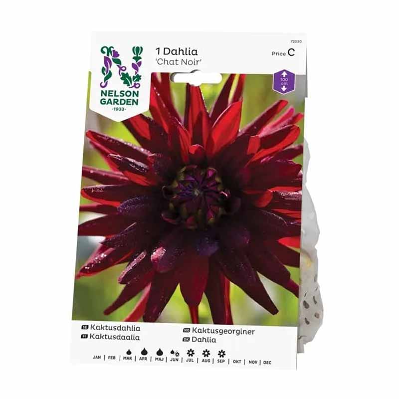Kaktusdaalia 'Chat Noir'
