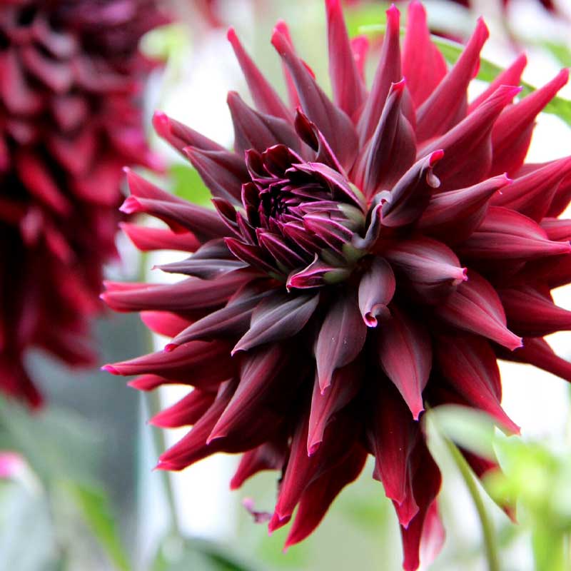 Kaktusdaalia 'RIP City'