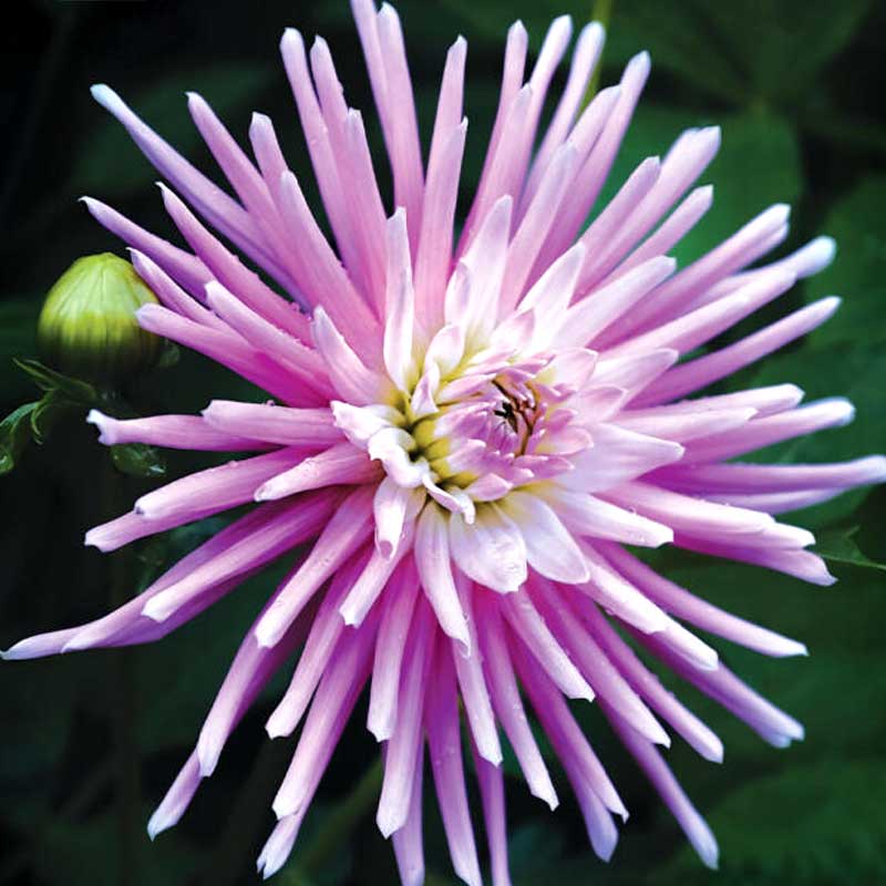 Kaktusdaalia 'Park Princess'