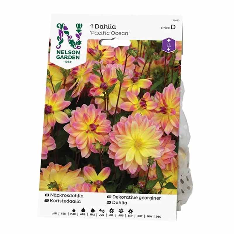 Lumpeenkukkadaalia 'Pacific Ocean'