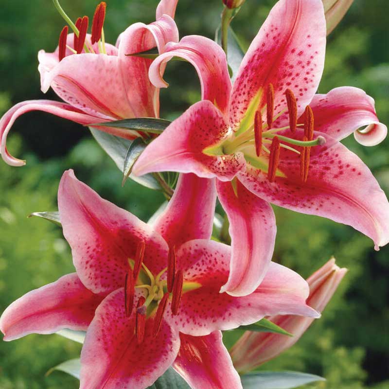 Idänlilja 'Star Gazer'