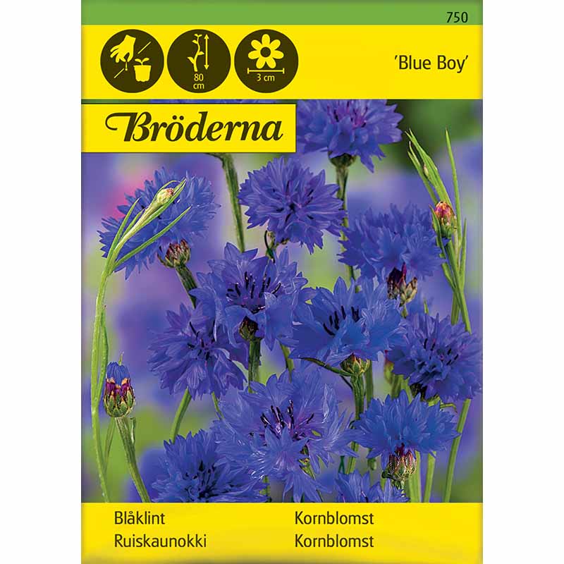 Ruiskaunokki 'Blue Boy'