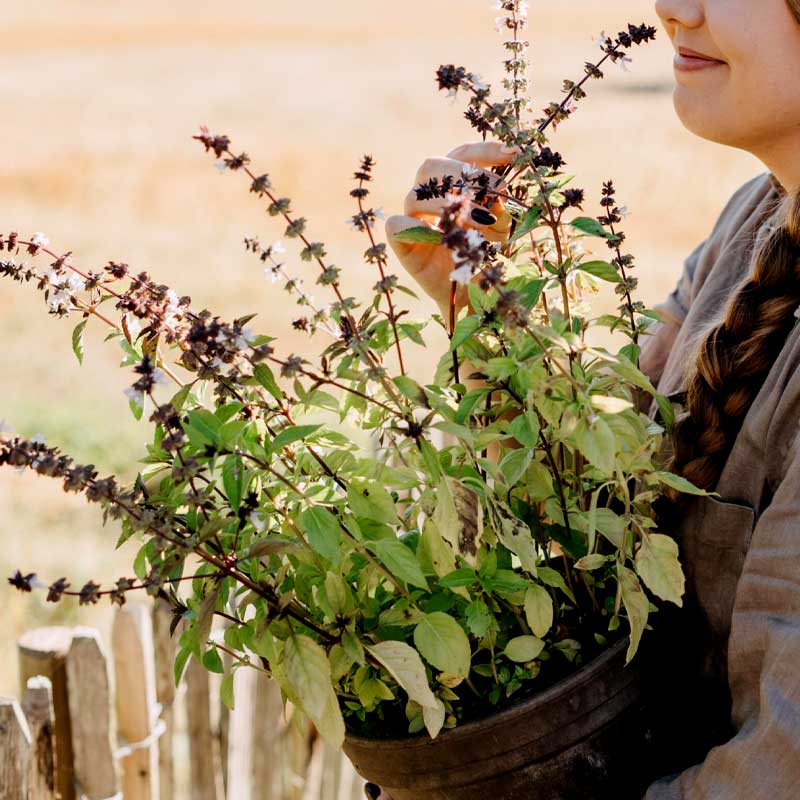 Kanelibasilika Organic