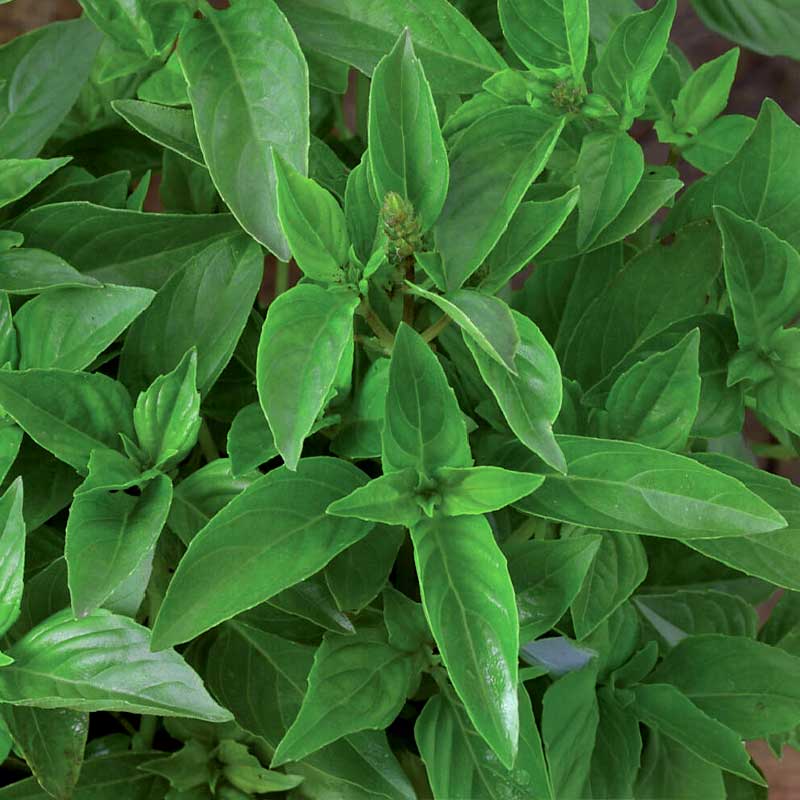 Sitruunabasilika 'Lemon scent'