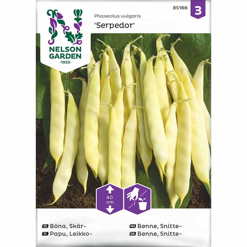 Litteäpapu 'Serpedor'