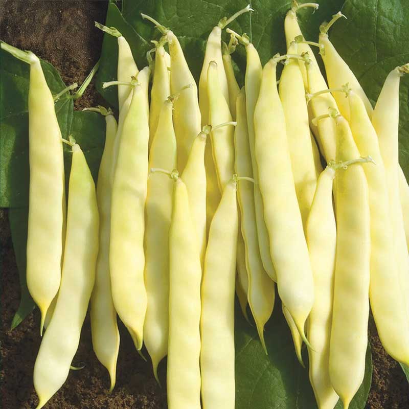 Litteäpapu 'Serpedor'