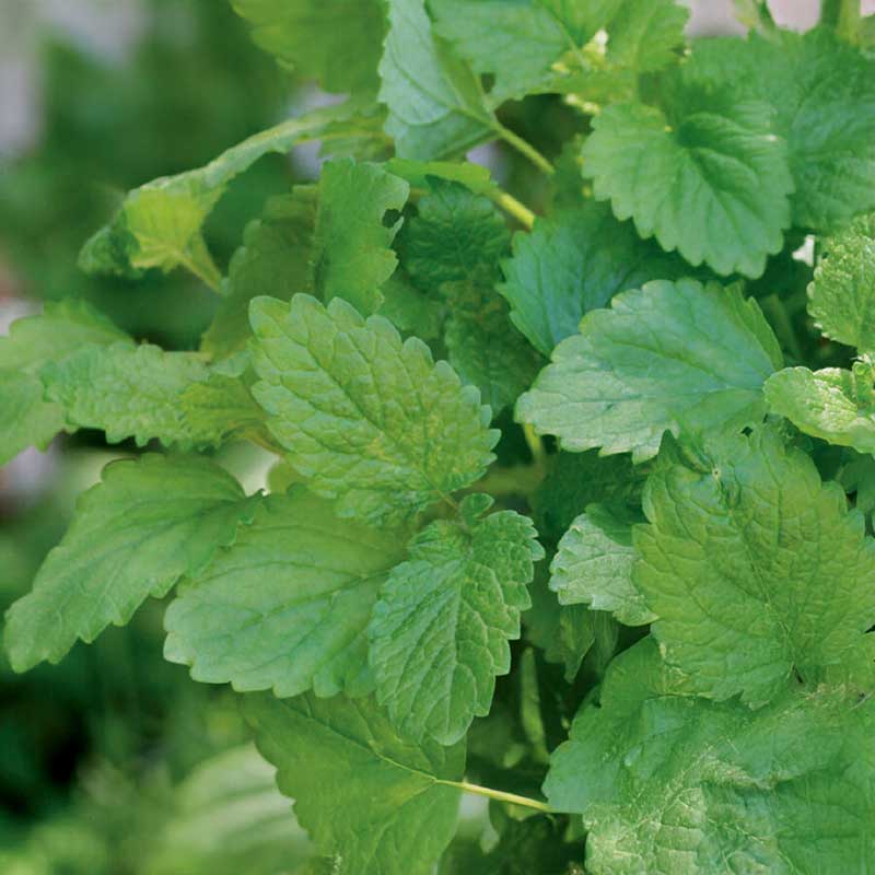 Sitruunamelissa 'Lemona'