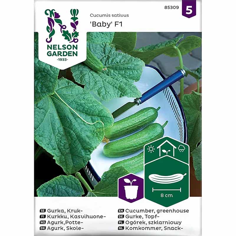 Potted Cucumber 'Baby' F1