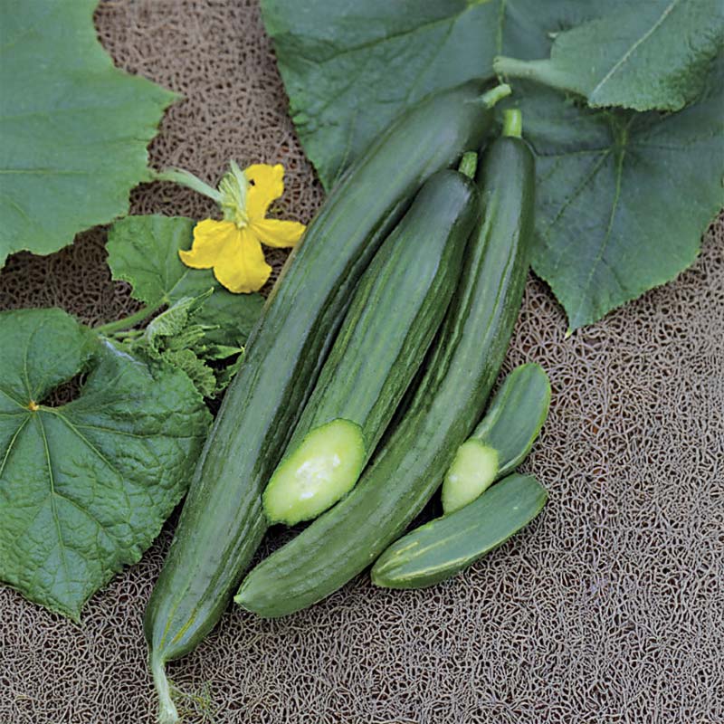 V äxthusgurka 'Bella' F1