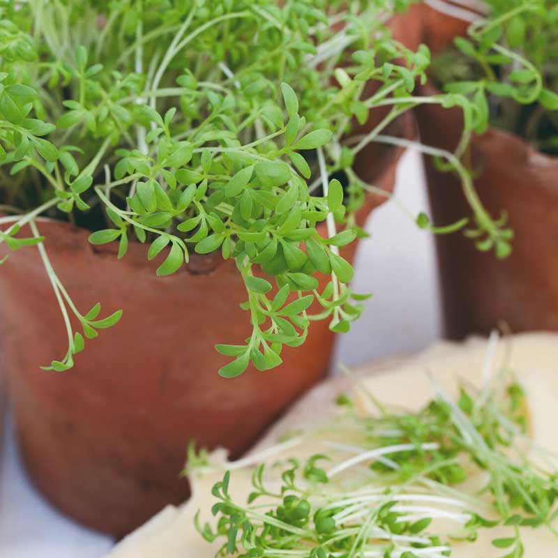 Garden Cress Organic