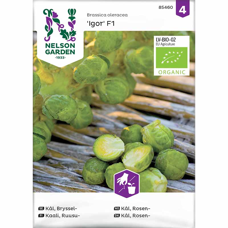 Ruusukaali 'Igor' F1, Organic