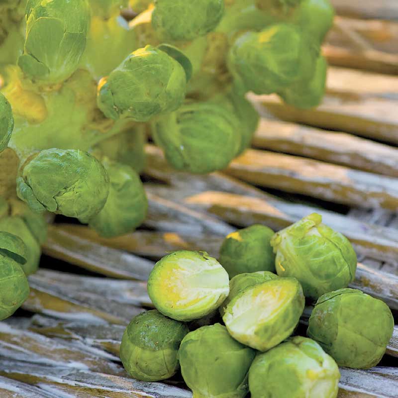 Ruusukaali 'Igor' F1, Organic