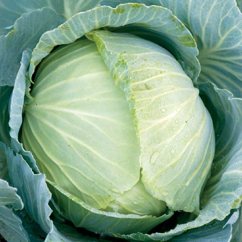 Valkokaali 'Copenhagen Market 2'