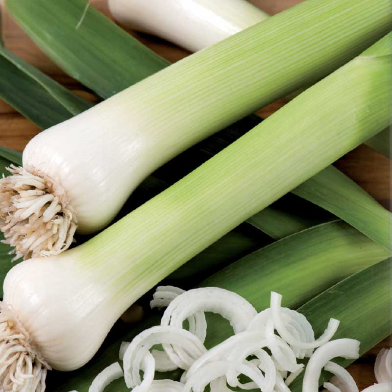 Purjo 'Blaugrüner Winter'