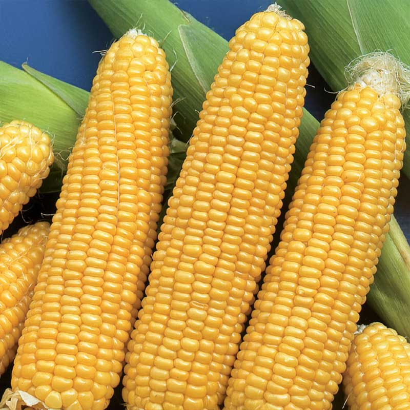 Makea maissi 'Tasty Sweet' F1