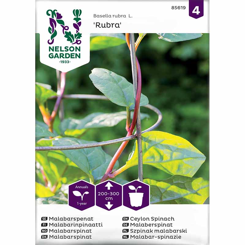 Punainen Malabarin pinaatti