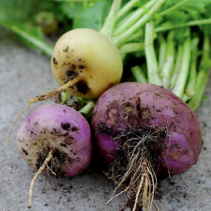 Naattinauris 'Enon kanta'