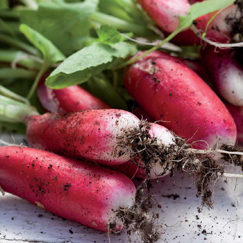 Retiisi 'Flamboyant 2'