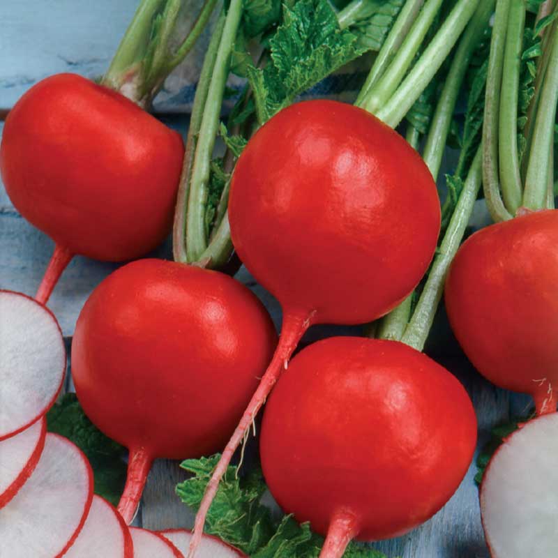 Retiisi 'Saxa 2' såband