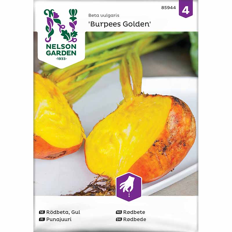 Punajuuri 'Burpees Golden'