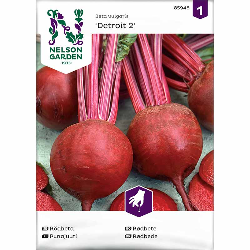 Punajuuri 'Detroit 2'