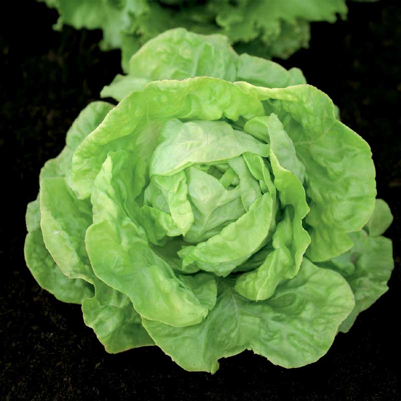 Keräsalaatti 'Hilde II' Siemenauha