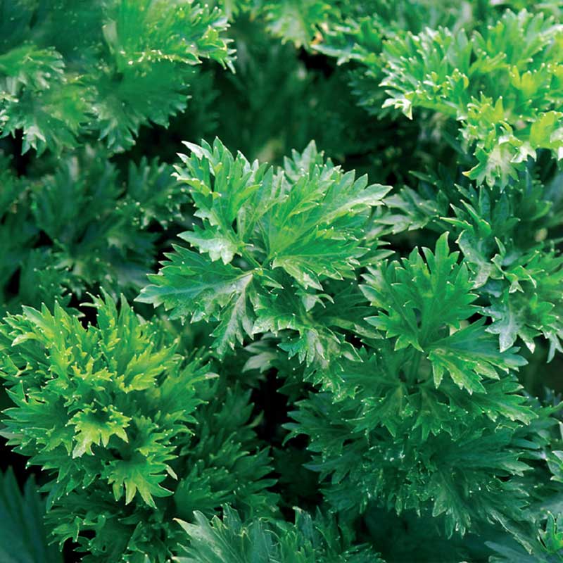 Lehtiselleri 'Gewone Snij'