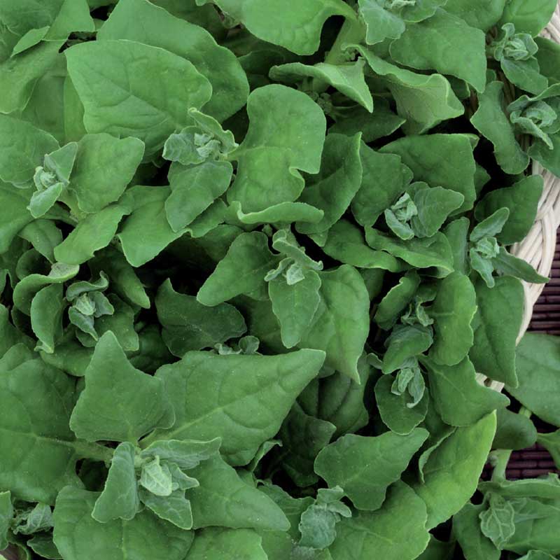 Uusiseelantilainen pinaatti