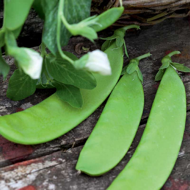Sugar Snap Pea 'Norli'