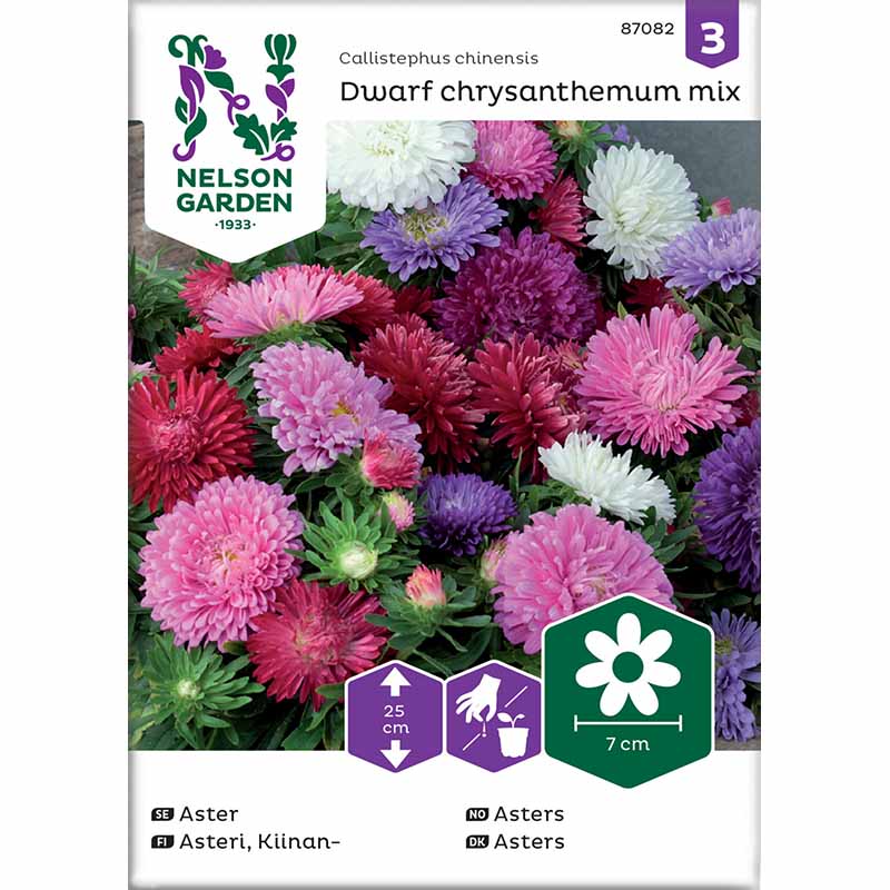 Kääpiöasteri 'chrysanthemum mix'