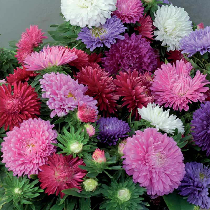 Kääpiöasteri 'chrysanthemum mix'