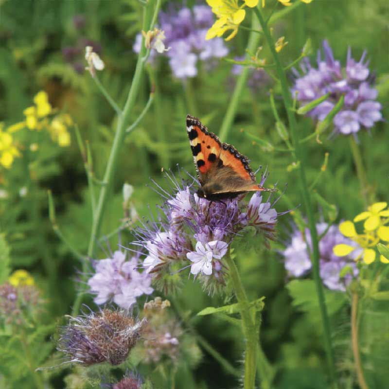 Hyönteiskukkaseos Luomu