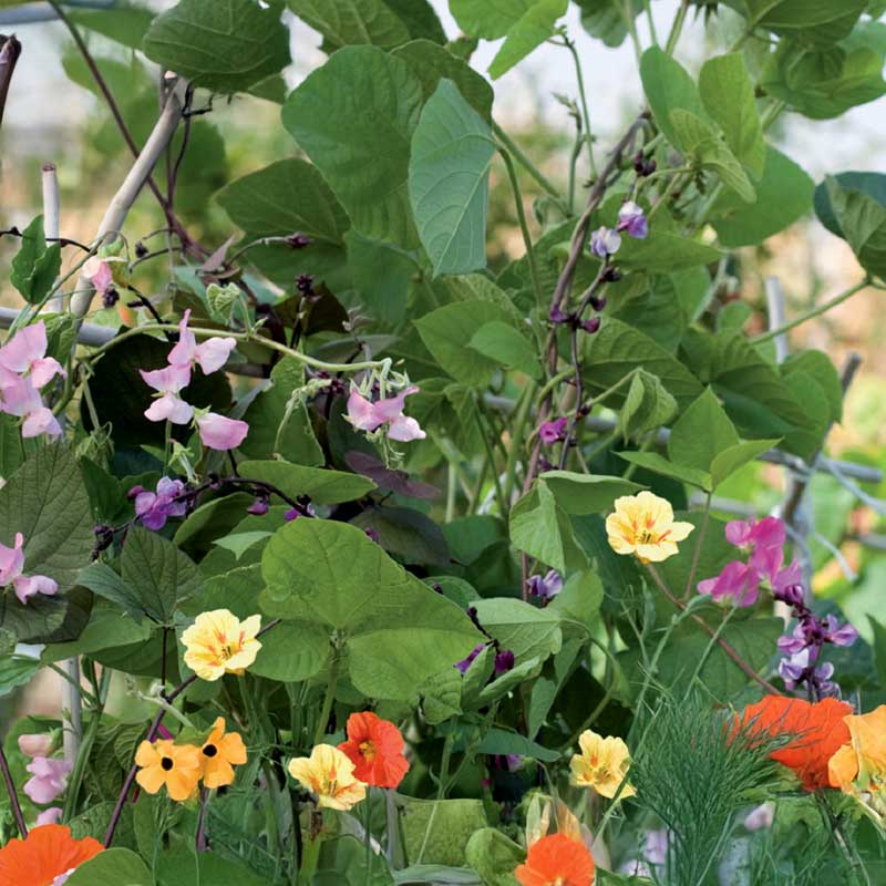 Köynnöskasvit 'Nelson Mixture'