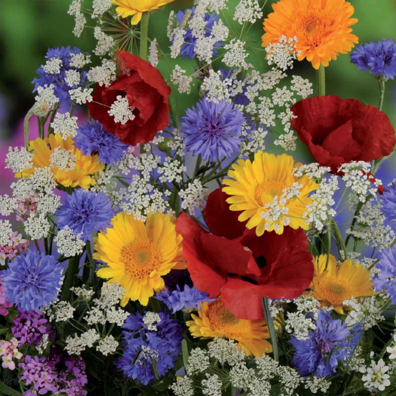 Kesäkukat 'Nelson Mixture'