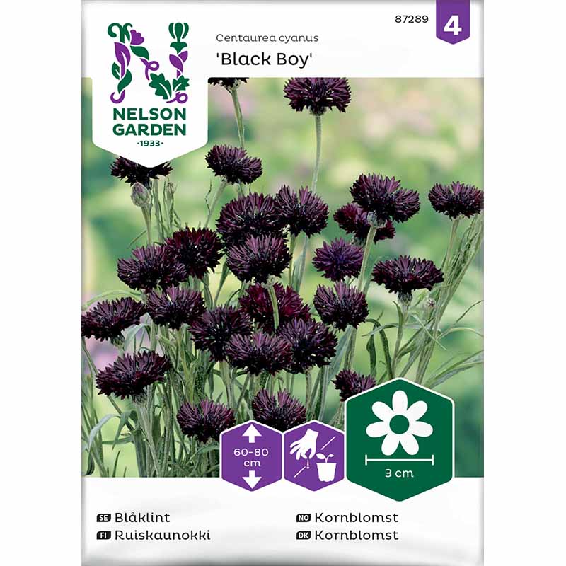 Ruiskaunokki 'Black Boy'