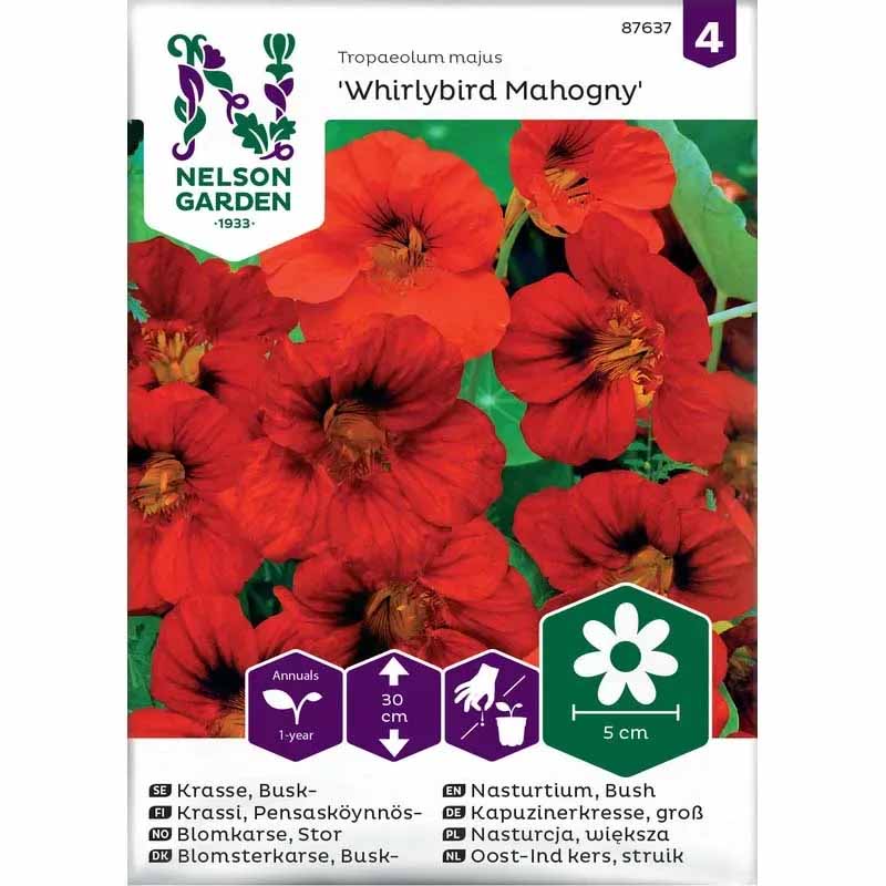 Pensaskrassi 'Whirlybird Mahogany'