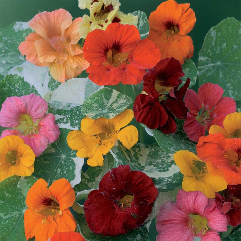 Köynnöskrassi 'Out of Africa'