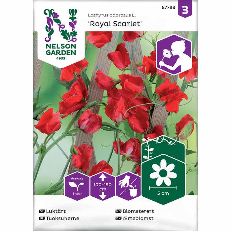 Tuoksuherne 'Royal Scarlet'