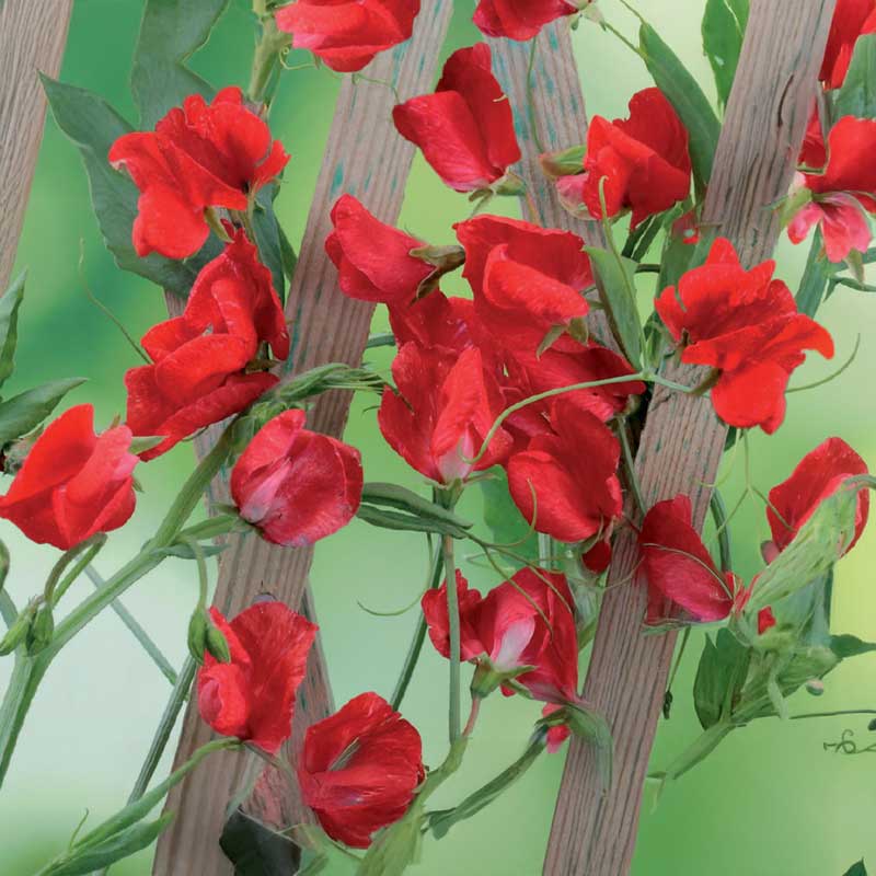 Tuoksuherne 'Royal Scarlet'