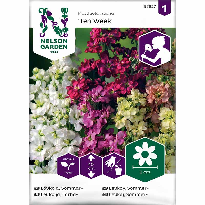 Kesäleukoija 'Ten Week'