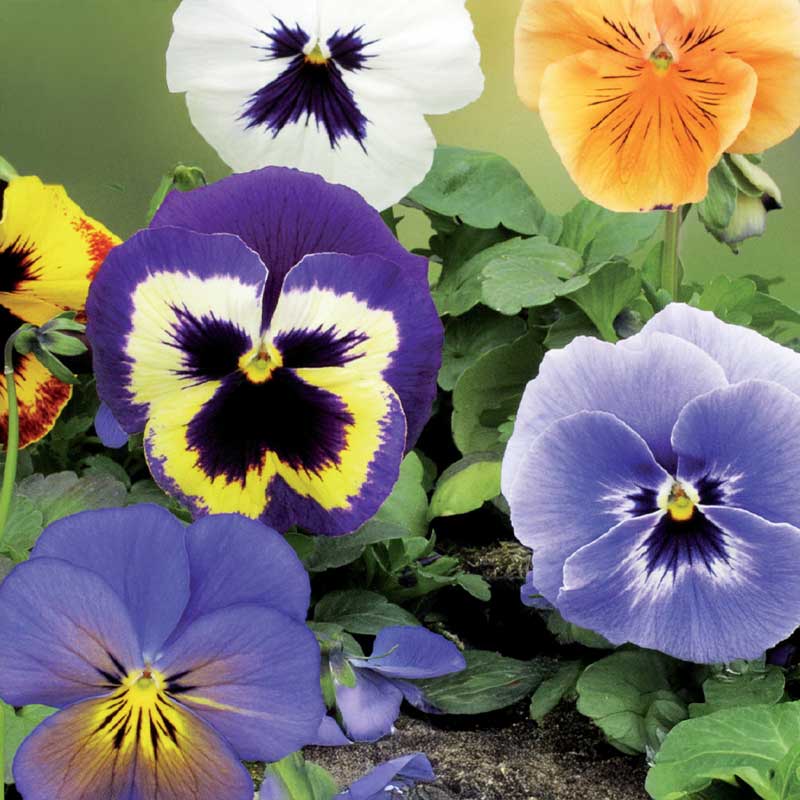 Orvokki 'Florist Strain' mix