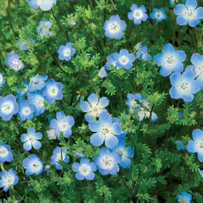 Prinssi Gustafin silmä vaaleansininen