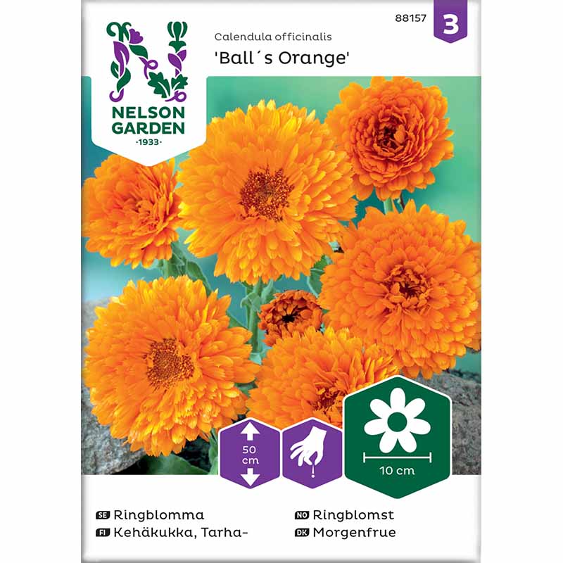 Kehäkukka 'Ball´s Orange'