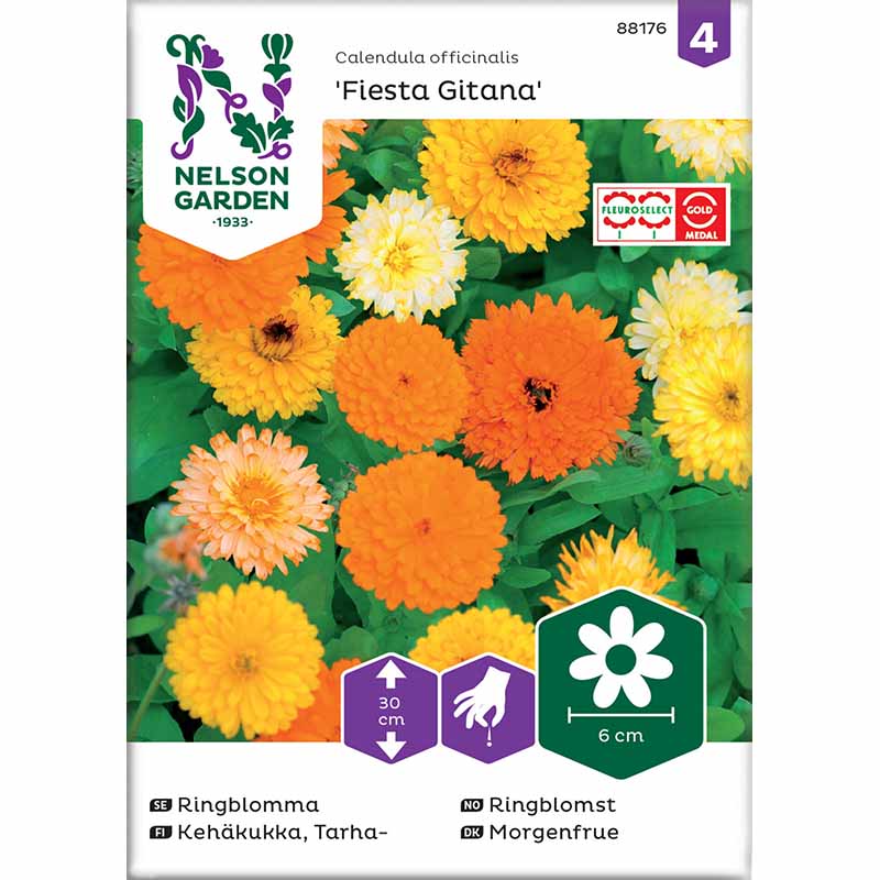 Kehäkukka 'Fiesta Gitana'