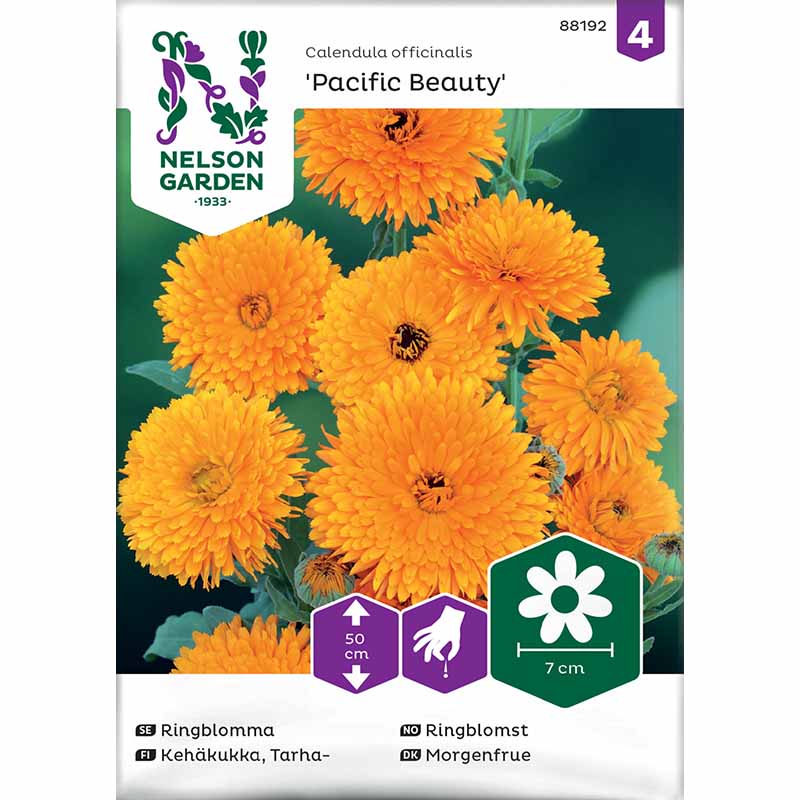 Kehäkukka 'Pacific Beauty'